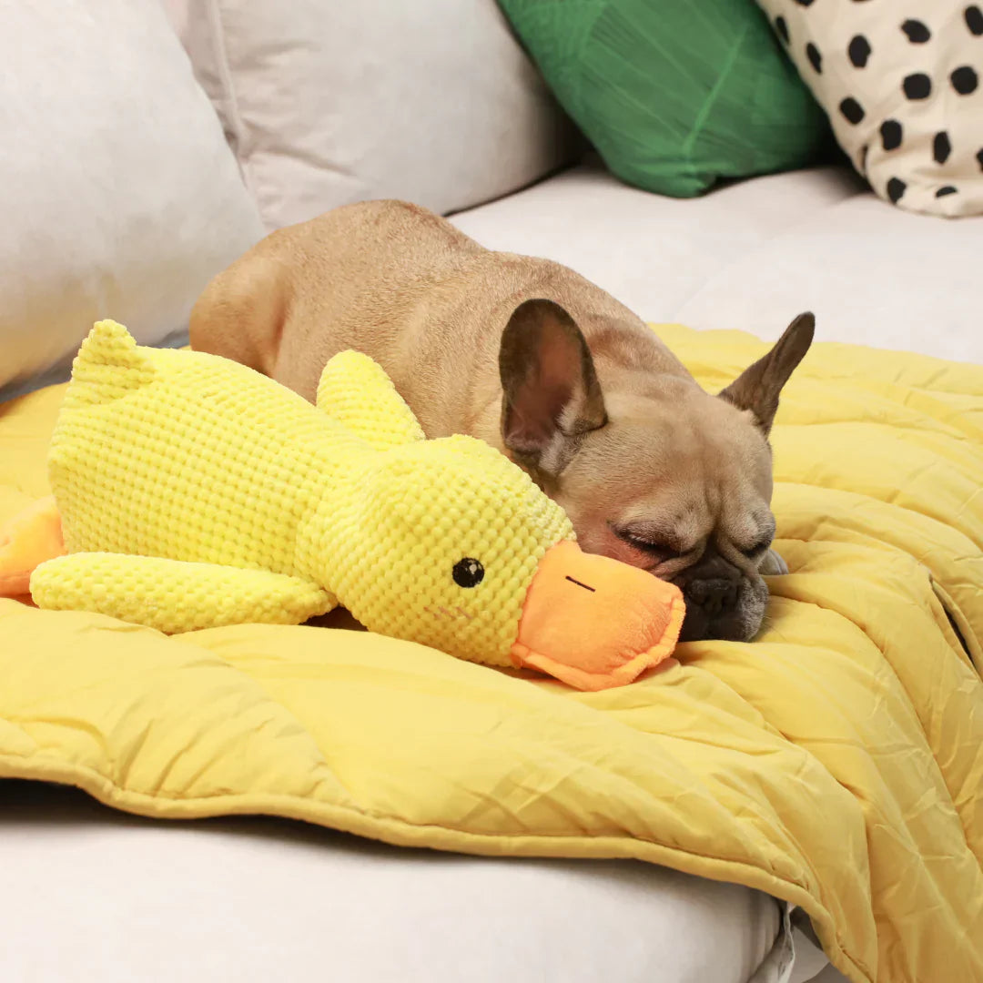 calming duck